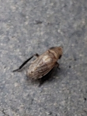 Anoscopus