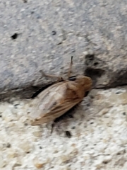 Anoscopus