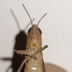 Amblytropidiini
