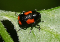 Cryptocephalus quadruplex