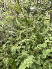 Achyranthes bidentata