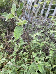 Achyranthes bidentata