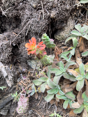 Castilleja latifolia