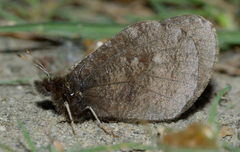 Erebia discoidalis