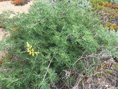 Lupinus arboreus