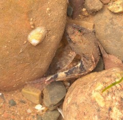 Myoxocephalus