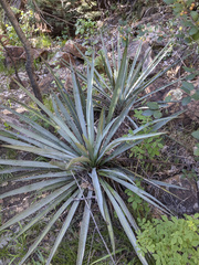 Yucca baccata