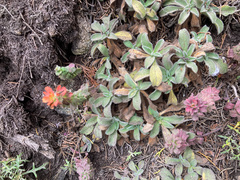 Castilleja latifolia