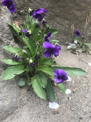 Viola mandshurica