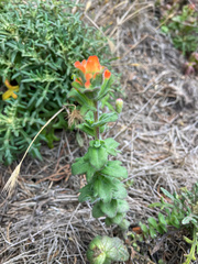 Castilleja latifolia