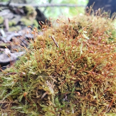 Haplocladium microphyllum