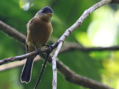 Contopus latirostris