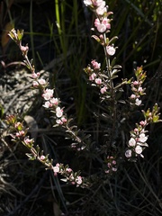 Cyanothamnus rigens