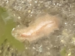 Enchiridium punctatum