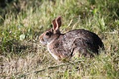 Sylvilagus obscurus