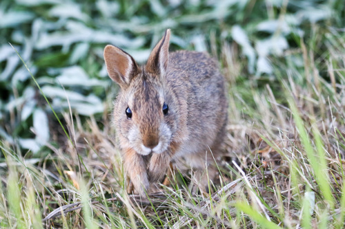 Appalachian Cottontail photographed in West Virginia