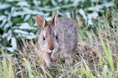 Sylvilagus obscurus