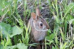 Sylvilagus obscurus