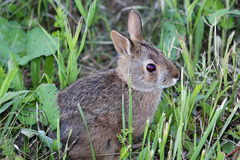 Sylvilagus obscurus