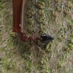 Crematogaster matsumurai