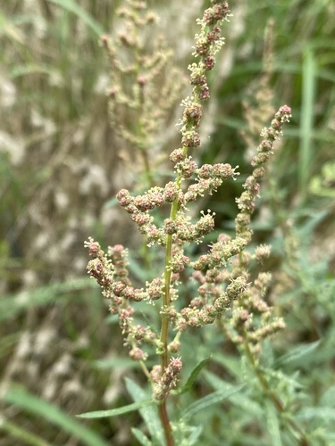 Wright's saltbush (Atriplex wrightii)