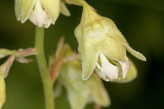 Heuchera alba