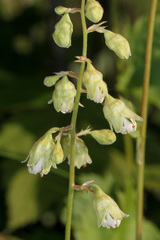Heuchera alba