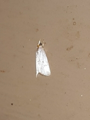 Argyria gonogramma