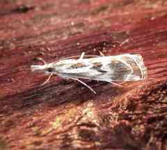 Catoptria oregonicus