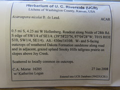 Acarospora nicolai