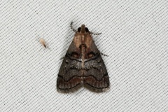 Pococera maritimalis