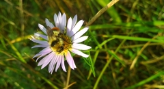 Bombus cullumanus