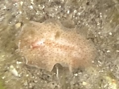 Enchiridium punctatum