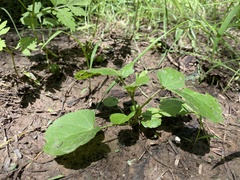 Rhynchosida physocalyx