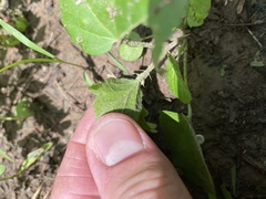 Rhynchosida physocalyx