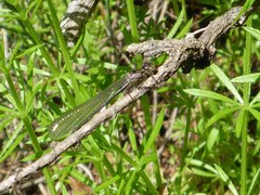Zoniagrion exclamationis