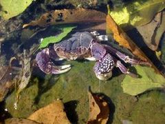 Sesarmops atrorubens