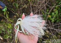 Pseudobombax parvifolium