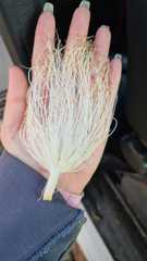 Pseudobombax parvifolium