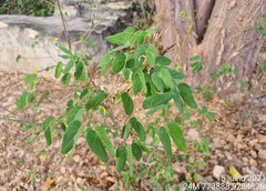 Bauhinia pentandra
