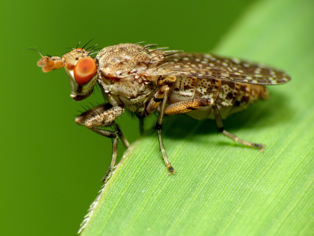 Marsh Flies