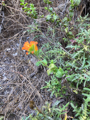 Castilleja latifolia