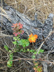 Castilleja latifolia