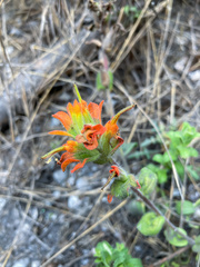 Castilleja latifolia