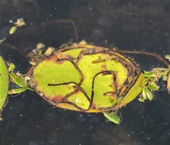 Polypedilum braseniae