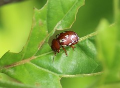 Erythrographa