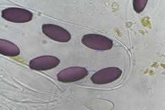 Ascobolus dadei