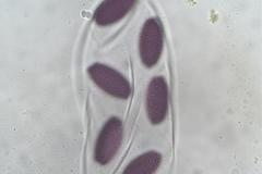 Ascobolus dadei