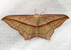 Timandra correspondens