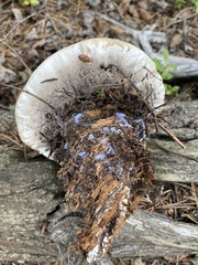 Hydnellum suaveolens